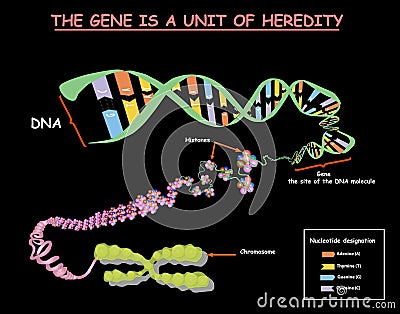 Genome in the structure of DNA. genome sequence. Telo mere is a repeating sequence of double-stranded DNA located at the ends of c Stock Photo