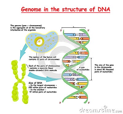 Genome in the structure of DNA. genome sequence. Telomere is a repeating sequence of double-stranded DNA located at the ends of c Stock Photo