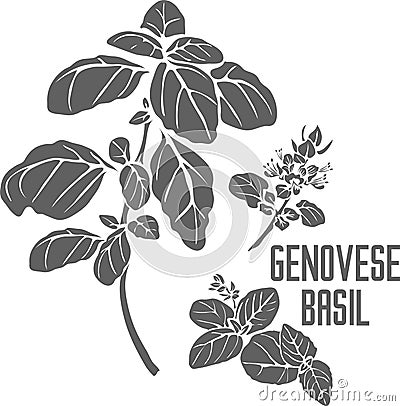 Genovese basil plant silhouette vector illustration Vector Illustration