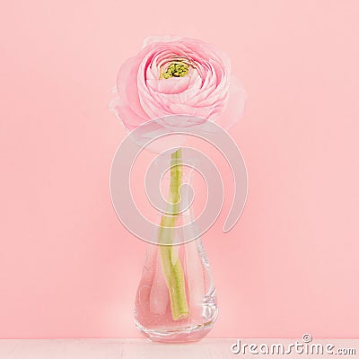 Gente pastel pink ranunculus flower in elegant vase on soft light white wood board and pink wall, closeup, square. Stock Photo