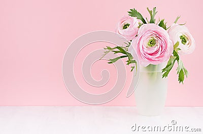 Gente pastel pink ranunculus flowers in elegant frosted white vase on soft light white wood board and pink wall, copy space. Stock Photo
