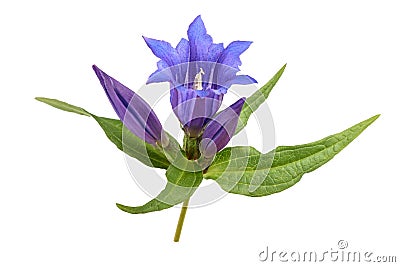 Gentian flowers Gentiana acaulis Stock Photo