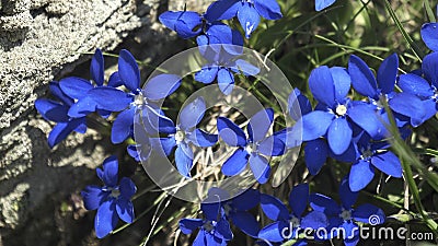 gentiana flowers growing in the swiss alps at zermatt Stock Photo