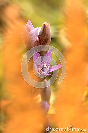 Gentianella praecox. Free nature of Czech. Autumn nature. Stock Photo