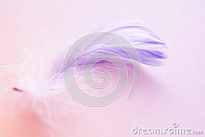 Gentle background with purple feather on a pink background Stock Photo