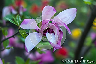 Gentle beauty flowering magnolia purple color in spring garden Stock Photo