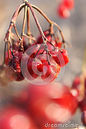 Gentle berries beaten by frost Stock Photo