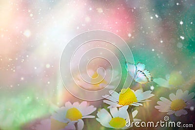 A gentle blue butterfly on a daisies flower in nature in soft pastel colors with a soft focus, macro. Dreamy, romantic, elegant, Stock Photo