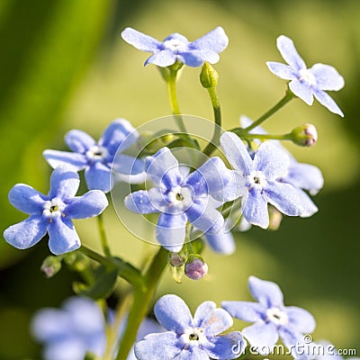 Gentle blue flowers forget-me-not Myosotis sylvatica on green natural background Stock Photo
