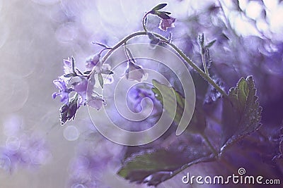 Gentle blue spring flowers Stock Photo