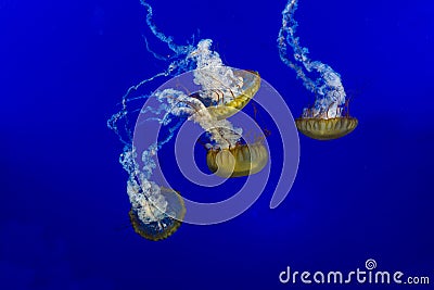 Group of Jellyfish close up Chrysaora fucescens Stock Photo