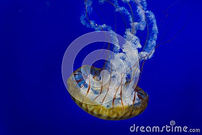 Jellyfish close up Chrysaora fucescens Stock Photo