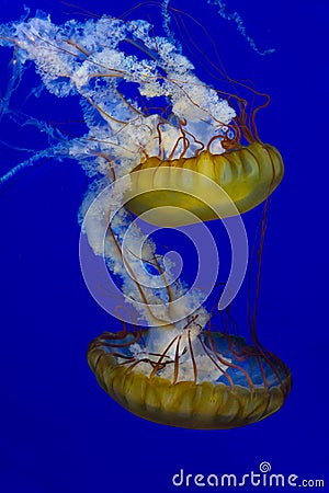 Two Jellyfish close up Chrysaora fucescens Stock Photo