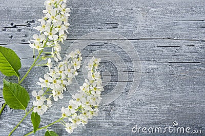 Gentle floral background of bird cherry flowers on sunny day. Birdcherry flower bushes on wooden table background, copy space, Stock Photo