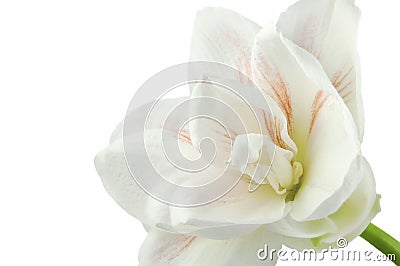 Gentle flower of white and pink amaryllis Stock Photo