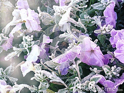 Gentle frozen flowers Stock Photo