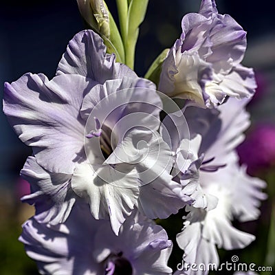 Delicate light purple gladioli, macro, soft focus Stock Photo