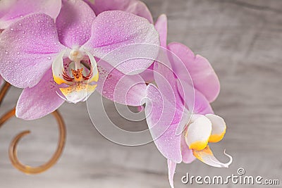 Beautiful gentle orchid flowers on a wooden background. Stock Photo