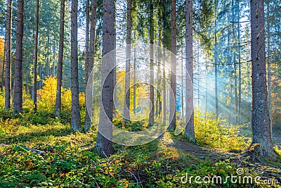 Gentle morning scene in the forest with sun rays and long shadows Stock Photo