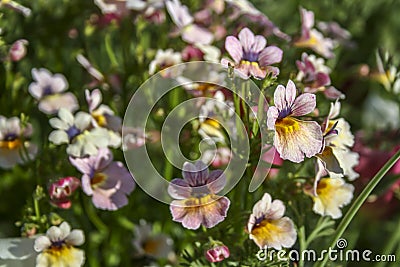 Gentle pink flowers resembling a woman`s shoe. Selective focus, suitable for background. Stock Photo