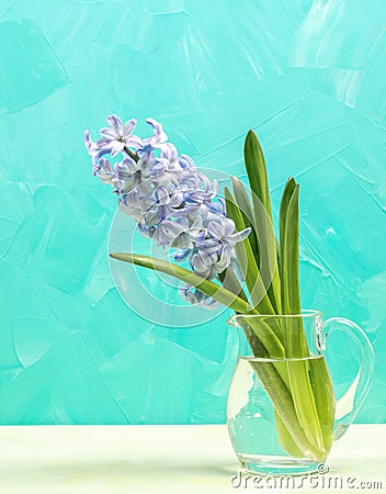 Gentle purple jacinth flower in glass vase on white table on turquoise backdrop. Spring card. Stock Photo