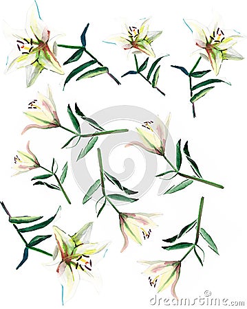 Gentle refined beautiful composition of white beige powdery lilies watercolor Cartoon Illustration