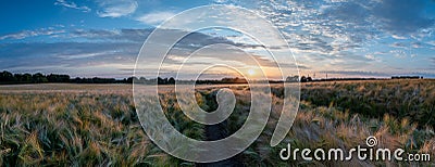 The gentle rustle of crops swaying in the warm breeze. Road path in cereal field. Stock Photo