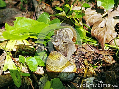 Gentle snails couple kissing and hugging outdoors Stock Photo