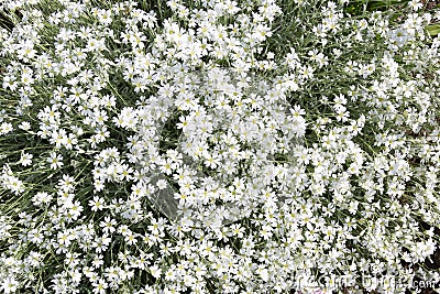 Gentle soft summer bouquet of Cerastium arvense Stock Photo