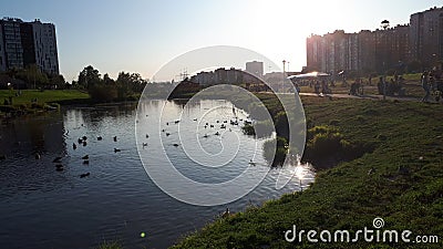 Gentle sunset in the park Okkerville near the water body with pack of ducks Editorial Stock Photo