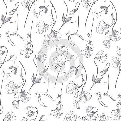 Sweet pea linear floral pattern Vector Illustration