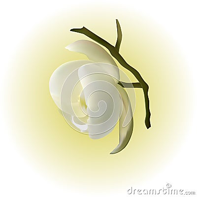 Gentle white Orchid as a symbol of relaxation Stock Photo