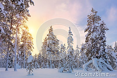 Gentle Winter Sundown - snowy forest landscape with big pine trees Stock Photo