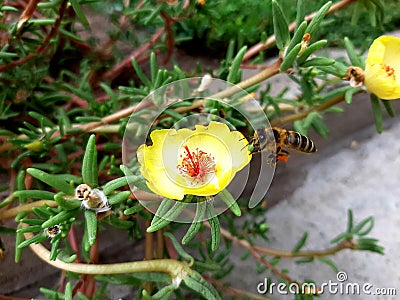 Gentle yellow flower and bee Stock Photo