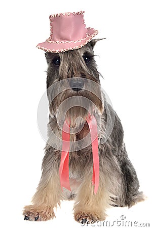 Gentlemen dog with hat and tie Stock Photo