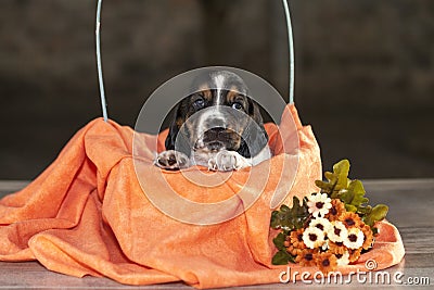 Gently Basset hound puppy Stock Photo