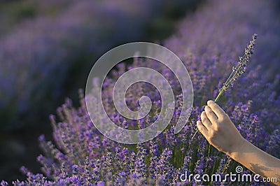 Gently holding lavender Stock Photo