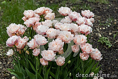 gently pink terry tulips in the garden Stock Photo