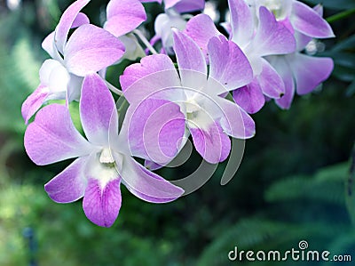 Gently purple flower orchids cooktown ,Dendrobium bigibbum blooming in garden tropical ,soft selective focus for pretty backgroun Stock Photo