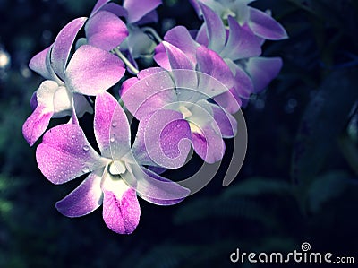 Gently purple flower orchids cooktown ,Dendrobium bigibbum blooming in garden tropical ,soft selective focus for pretty backgroun Stock Photo