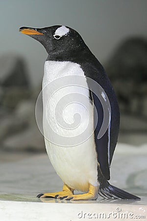 Gentoo penguin Stock Photo