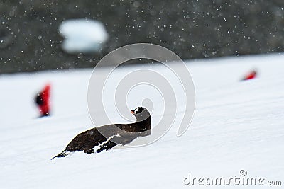 Gentoo penguin belly sliding up snowfield penguin highway on Danco Island, Antarctica, tourists in red coats in background Stock Photo