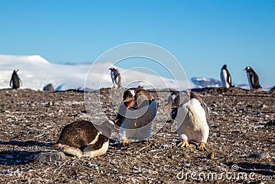 Gentoo penguin family conflict at the Barrientos Island, Antarctic Stock Photo