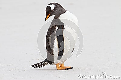 Gentoo penguin Stock Photo