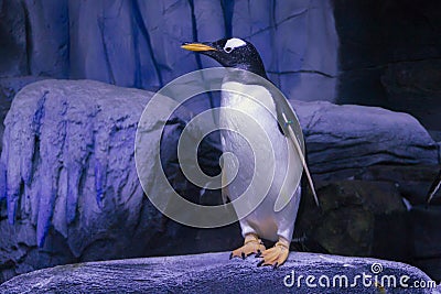 Gentoo Penguin Stock Photo