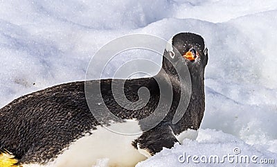 Gentoo Penguin Looking Snow Highway Damoy Point Antarctica Stock Photo