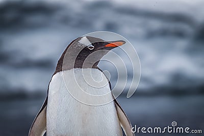 Gentoo Penguin looks camera right Stock Photo