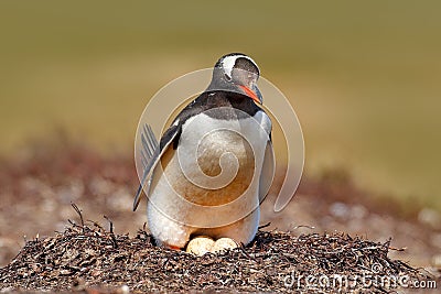 Gentoo penguin in the nest wit two eggs, Falkland Islands. Animal behaviour, bird in the nest with egg. Wildlife scene in the natu Stock Photo