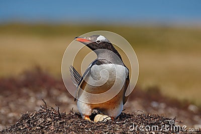 Gentoo penguin in the nest wit two eggs, Falkland Islands Stock Photo