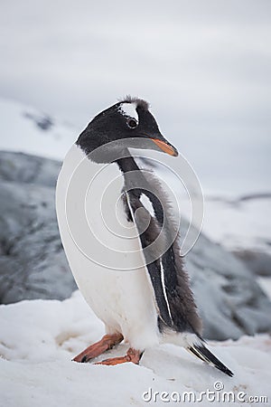 Gentoo penguin portrait on the snow. Antarctic Peninsula Stock Photo